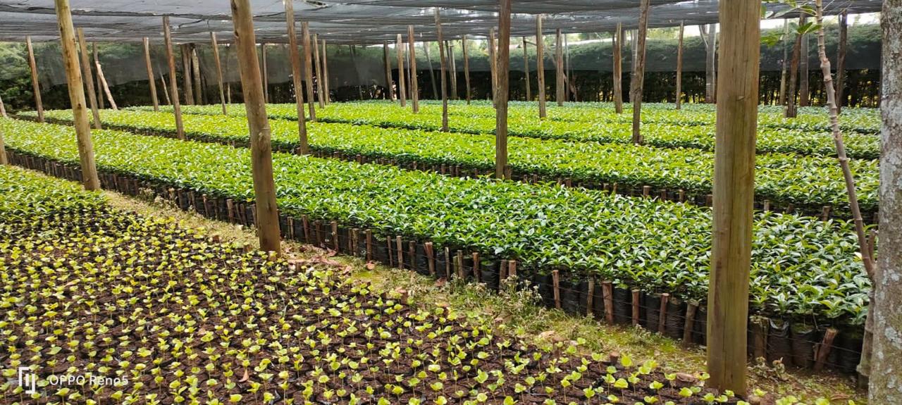 Seed Program